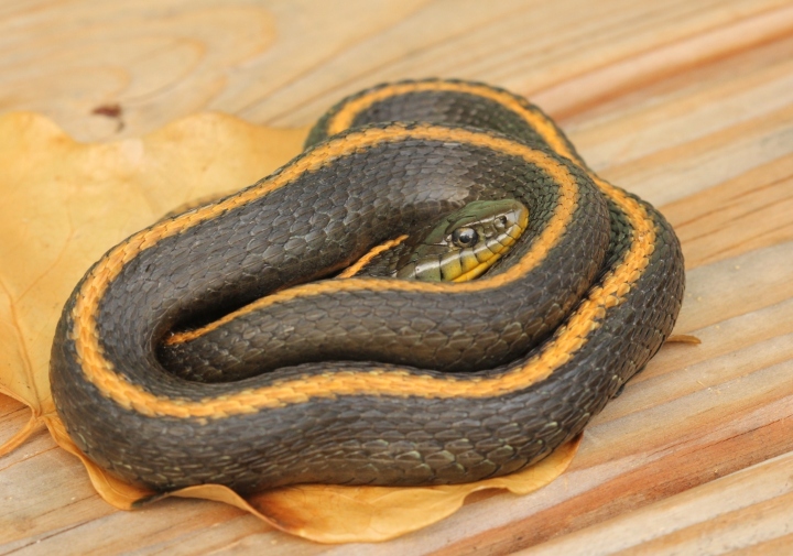 Santa Cruz Garter Snake